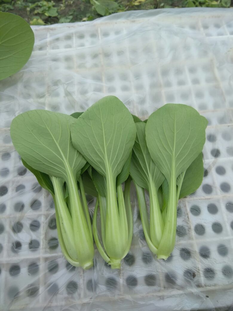 [青梗菜批发]精品青梗菜 2两以上青菜精品大量上市,质量好,口感甜美
