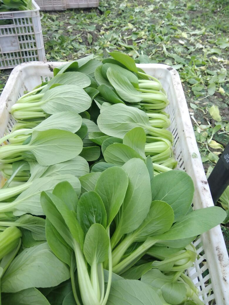 [青梗菜批发]精品青梗菜 2两以上青菜精品大量上市,质量好,口感甜美