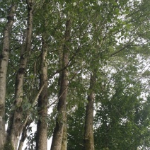 丝绵木261~300cm