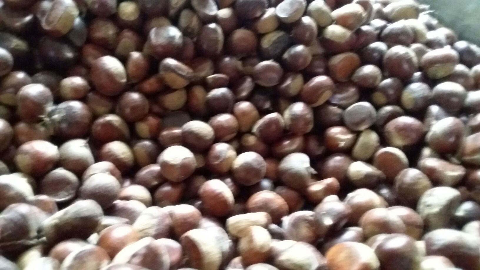 油栗和锥栗果仁对比图