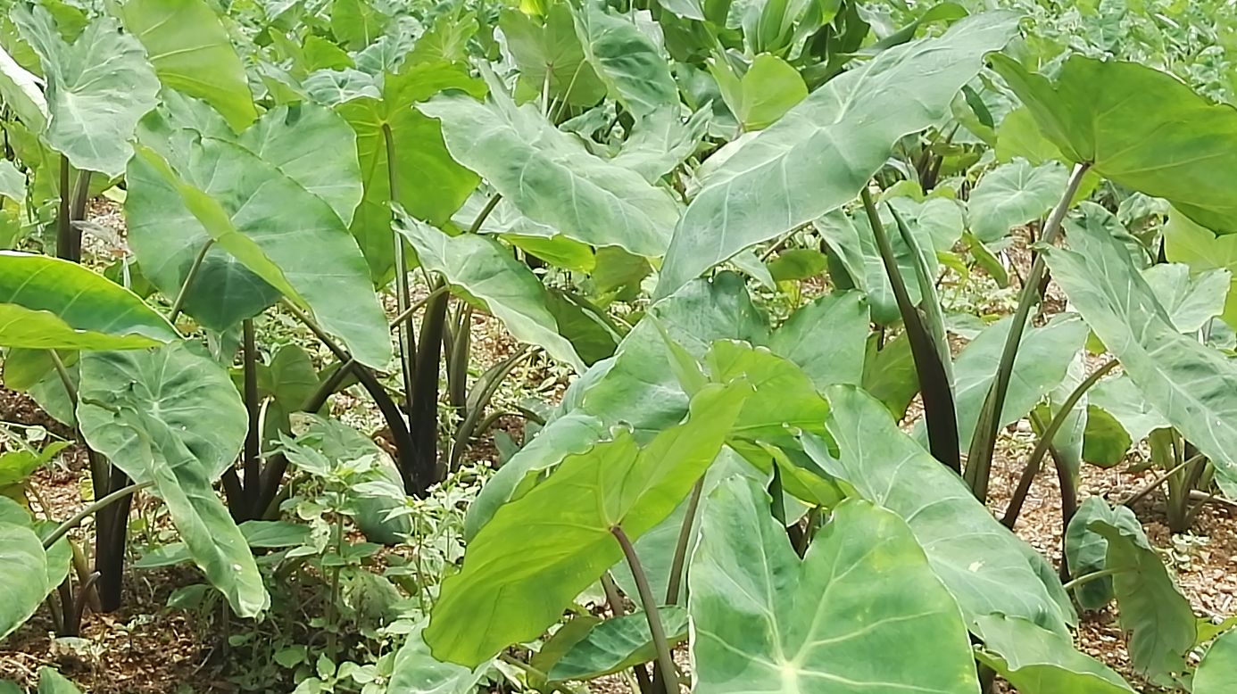 芋头田间种植图