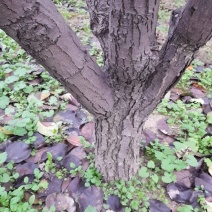 梨树18~20cm3.5~4米