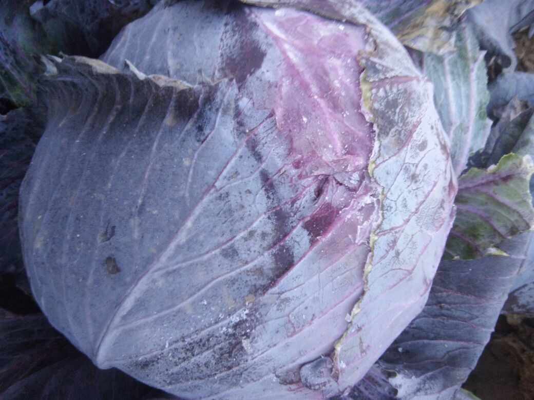 紫甘蓝榨汁喝有什么好处