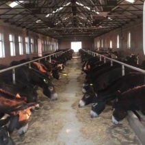 驴肉鲜货