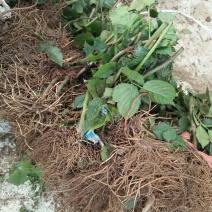 黑树莓苗10~30cm