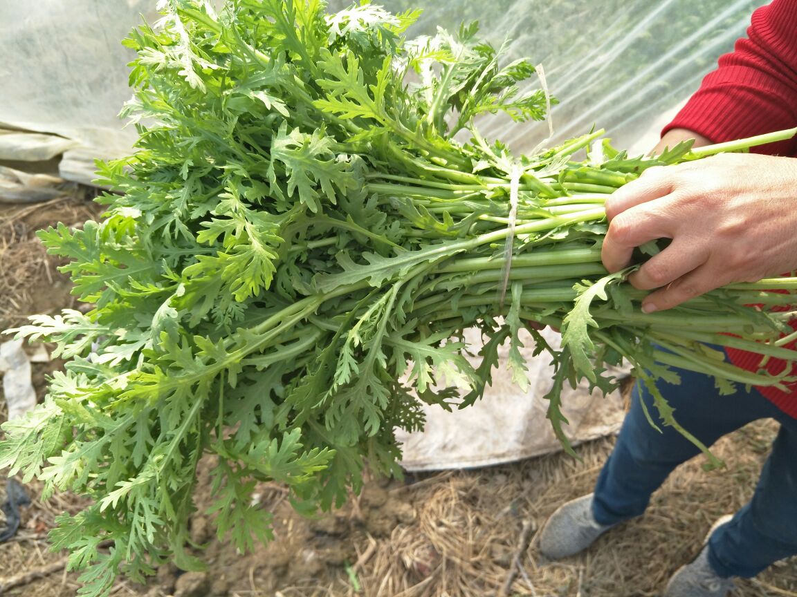 茼蒿冷冻处理过程