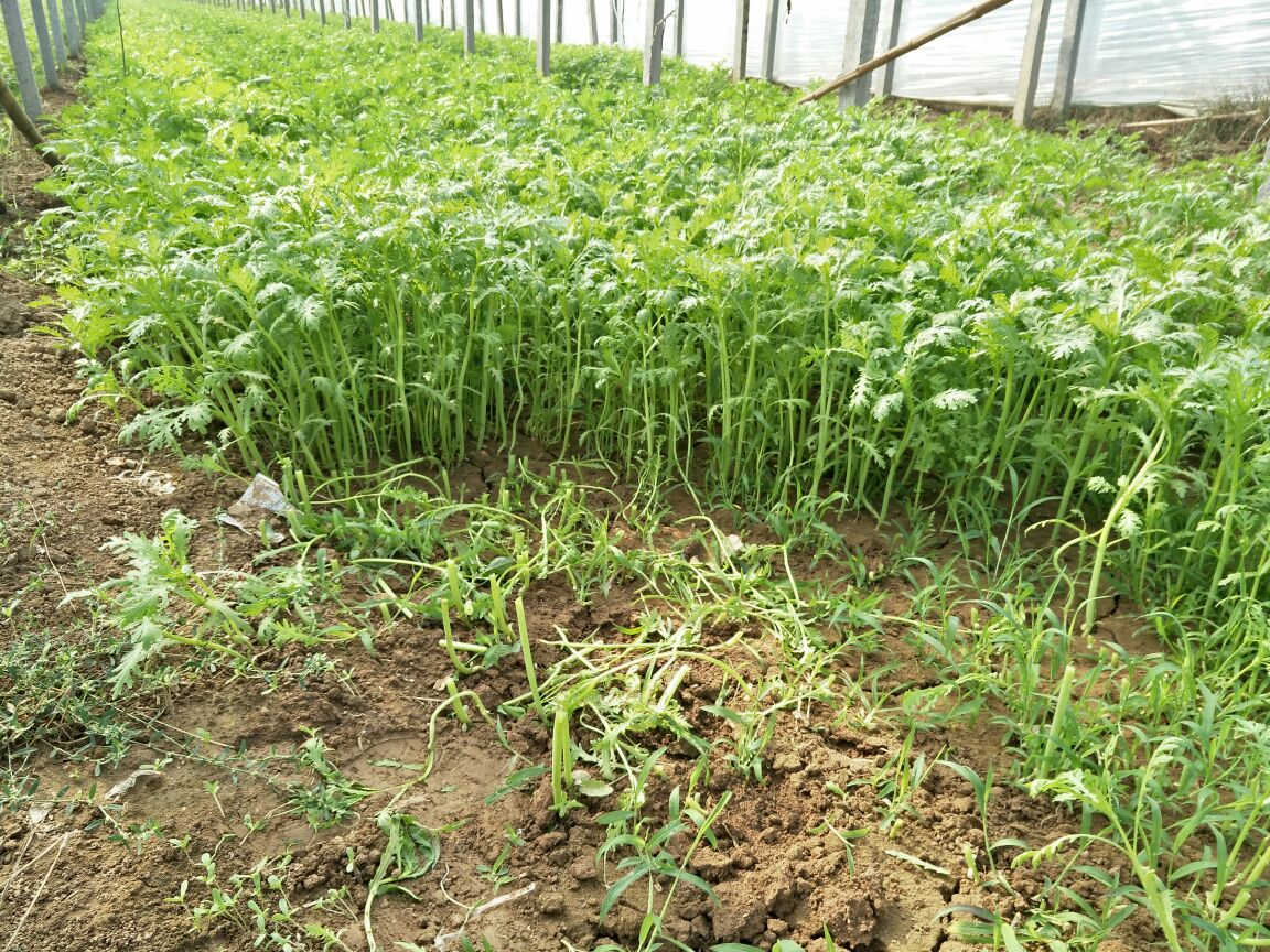 一片绿意盎然的茼蒿种植田,植株整齐排列,叶片翠绿肥厚,茎秆细长挺拔,阳光洒落在叶面上,背景为湿润疏松的黑色土壤,远处可见农民正在采收 茼蒿田间生长实景图