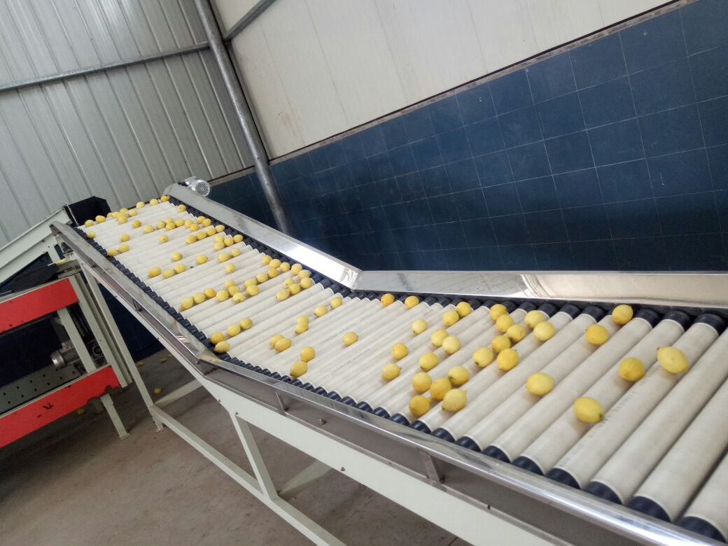 现代化柠檬加工车间内景,传送带上整齐摆放尤力克无籽柠檬,工人正在进行清洗、分级、切片和真空包装操作,设备旁标有‘无籽专用线’字样,体现专业化生产流程 尤力克无籽柠檬加工流水线场景