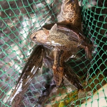斑鳜食用活鱼10~20cm