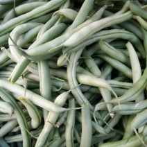 小刀豆15~20cm