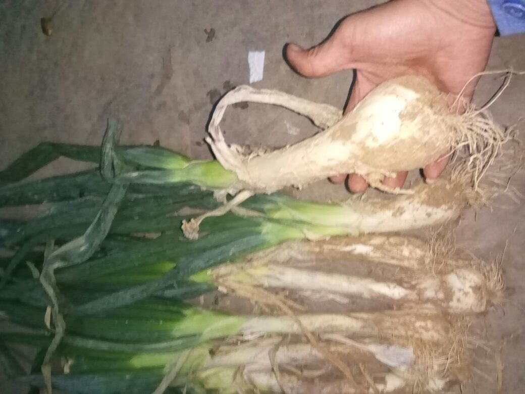 展示鸡腿葱的主要营养成分及其含量比例 鸡腿葱的营养成分图表