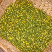 野菊花罐装