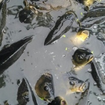 鲫鱼垂钓
