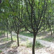 木瓜树261~300cm