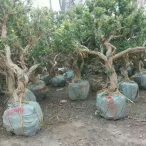 金银花1米以下