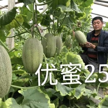 西州蜜瓜3斤以上椭圆形