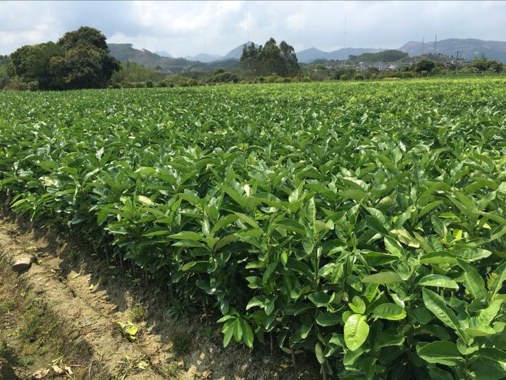 绿柚子果园航拍图