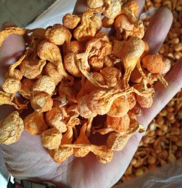大孢子头虫草花,籽粒饱满,干净无硫黄熏,产地一手货源.