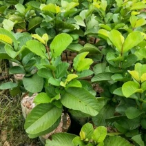 番石榴苗30~50cm