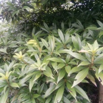 小叶桢楠10~20cm