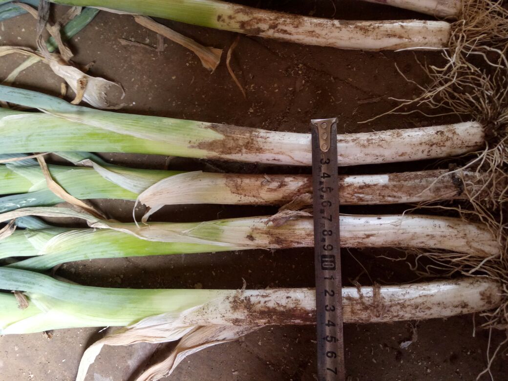 章丘大葱的切面特写与营养成分对比图