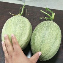 西州蜜瓜2斤以上长圆形