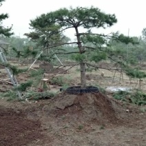 造型松12公分