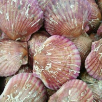 扇贝食用鲜活30~50只/kg