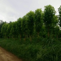 芒果树