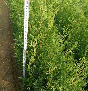 1年侧柏苗15公分至40公分基地批发价