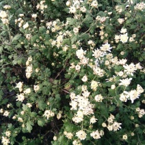 药用菊花散装