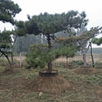 造型松6公分