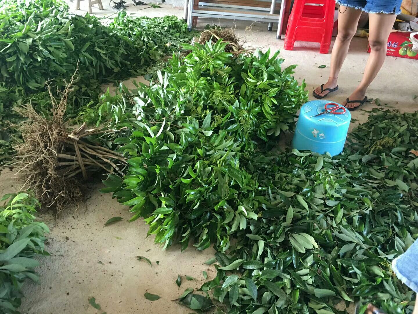 桂味荔枝花穗短截修剪操作示意图