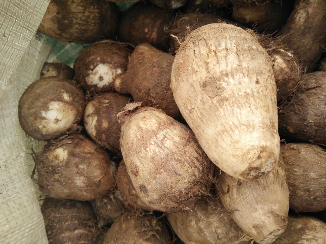 毛芋头分拣包装车间