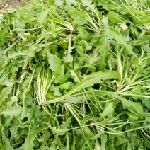 荠菜10cm以上