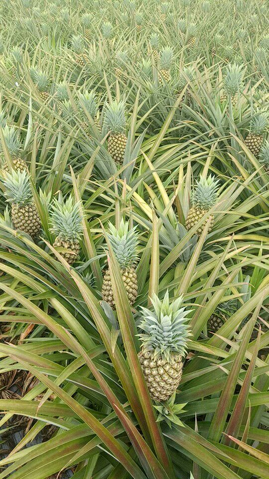 台农16香水菠萝