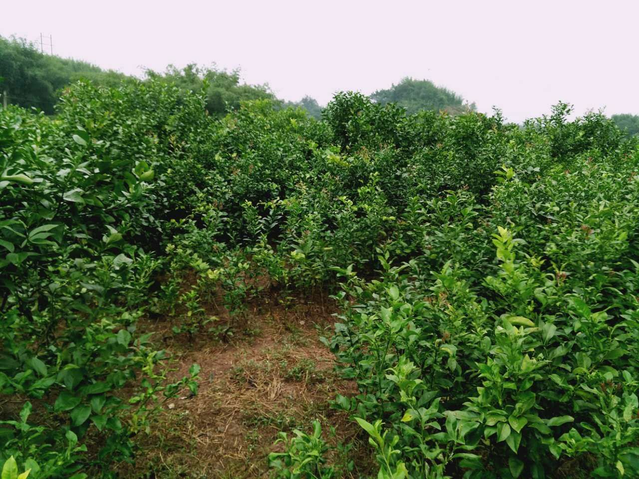俯瞰视角下的规模化尤力克柠檬种植园,整齐排列的果树形成规则的种植带,采用现代化滴灌系统,地面覆盖黑色防草布,部分区域设有遮雨棚架。远处可见分拣包装车间,工人们正在搬运采收的柠檬筐 四川安岳尤力克柠檬标准化种植基地航拍图