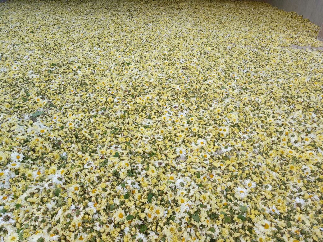 胎菊王的包装与储存方式