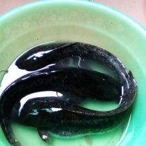 胡子鲶食用