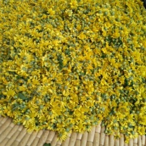 野菊花散装