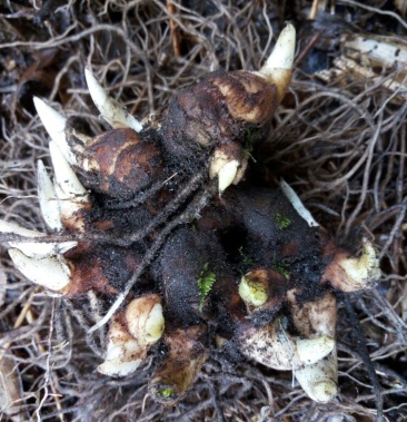 重楼鲜货统个多芽重楼