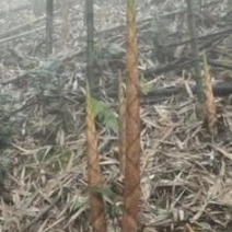 刺竹春笋10cm以下