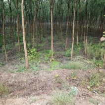 丝绵木20~30cm