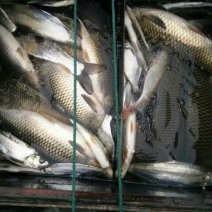 河鲤鱼食用1~2公斤