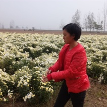 杭白菊散装