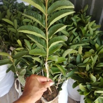 西瓜番石榴苗30~50cm