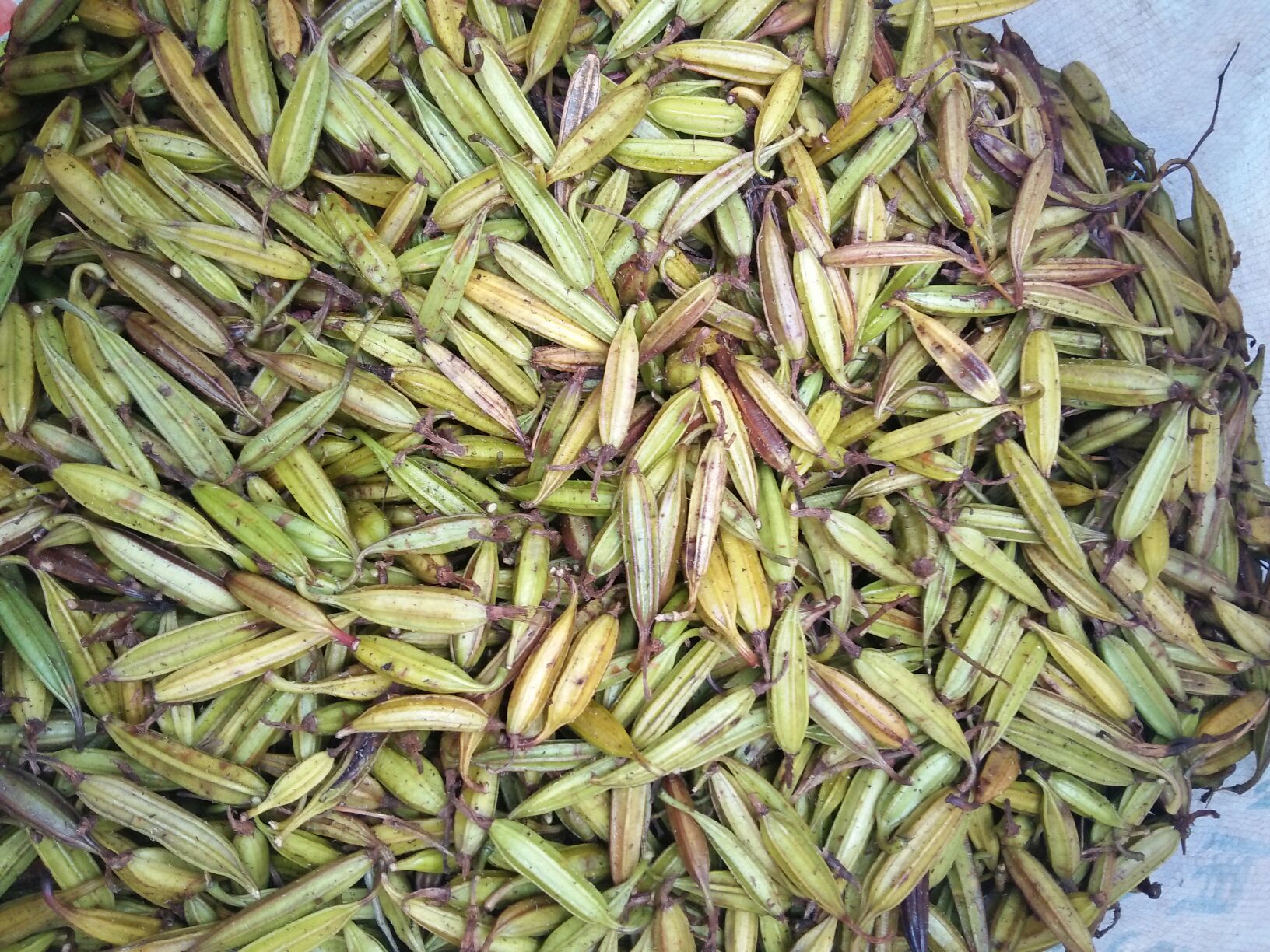 [白芨种子批发]干白芨种子 白芨果夹价格1800.00元/斤 - 一亩田