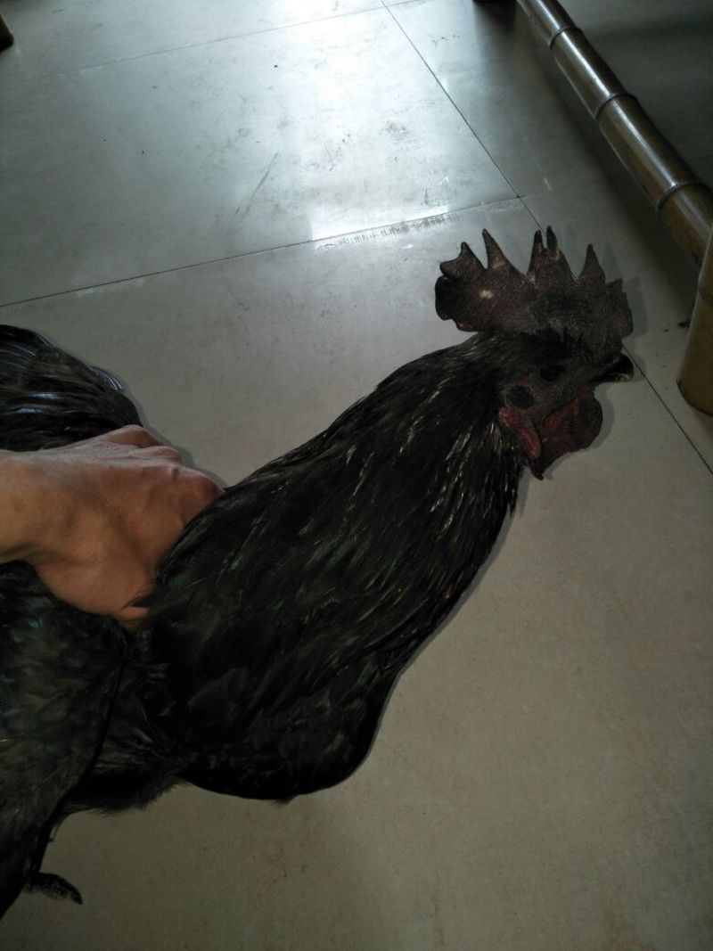 德化黑鸡(散养土鸡)