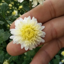 黄山贡菊一级