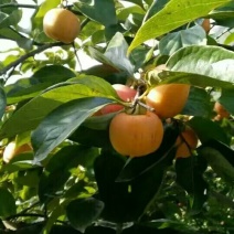 柿饼2.5两以上